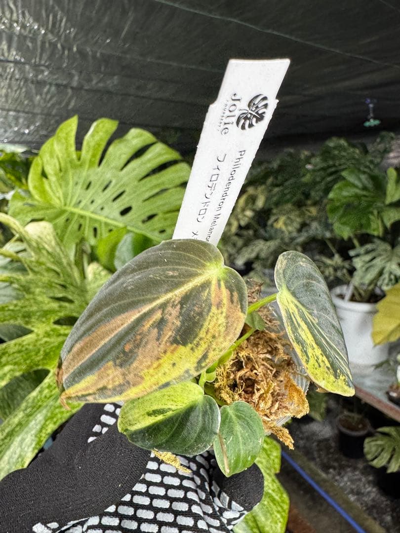 フィロデンドロン　メラノクリサム　斑入り　2寸ポリポット