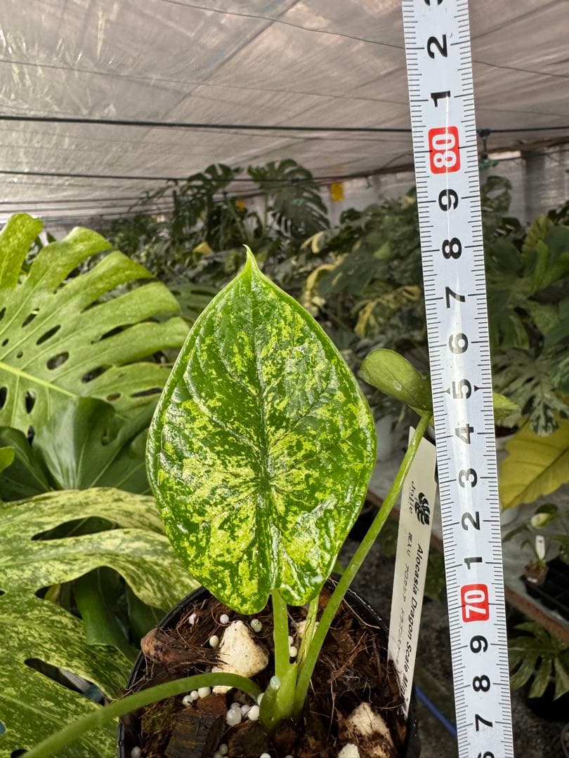 アロカシア ドラゴンスケール ミント 2号 斑入り【神秘的なミント斑が