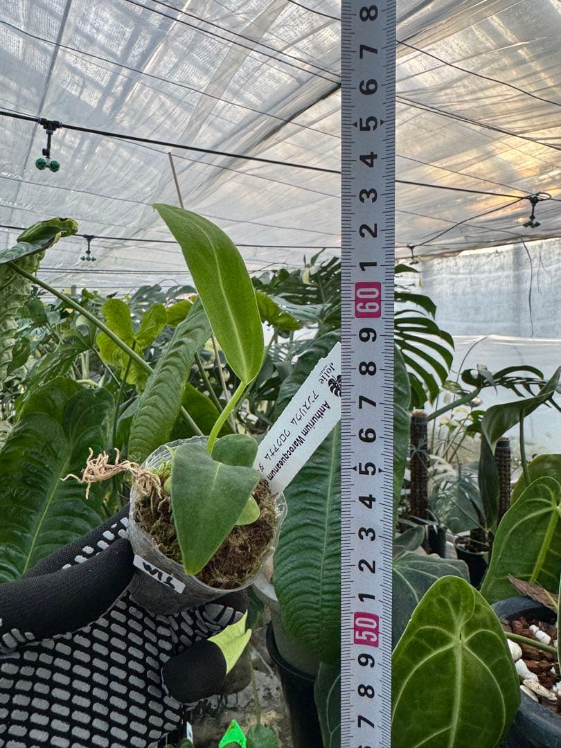 アンスリウム ワロケアナム レギュラーダークフォーム | 2号（2寸