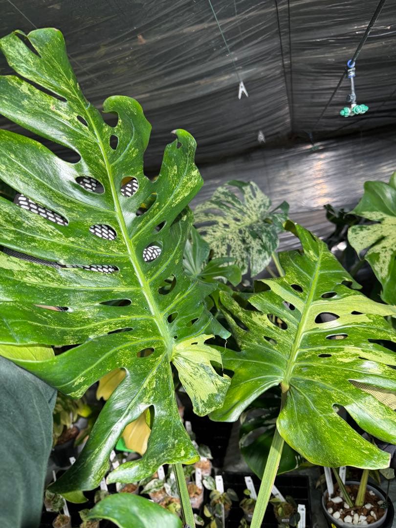 最高峰の極美斑】モンステラ デリシオーサ 'オシャンミント