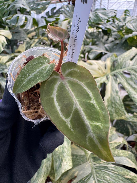 アンスリウム ‘ダークフェニックス’（2寸ポリポット） 希少ハイブリッド