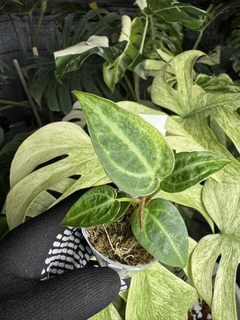 アンスリウム ドラヤキ ハイブリッド　2種 アンスリウム 'ドラヤキ' ハイブリッド ネコポス発送 – JolieNursery