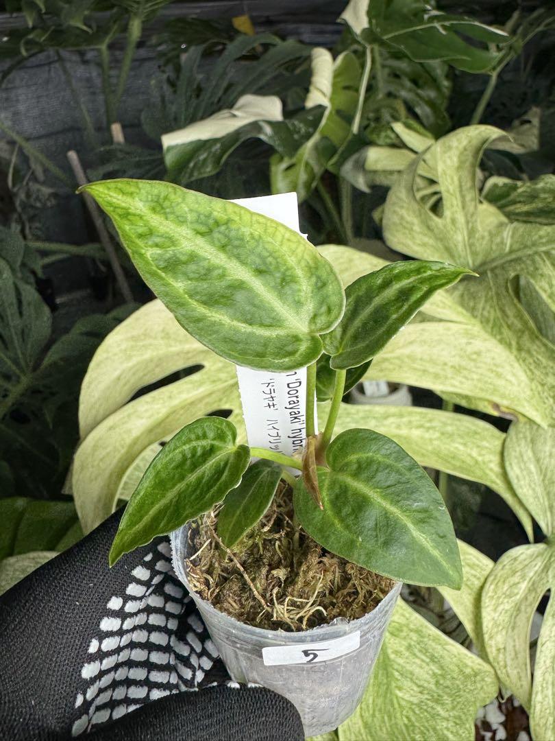 アンスリウム 'ドラヤキ' ハイブリッド ネコポス発送 – JolieNursery