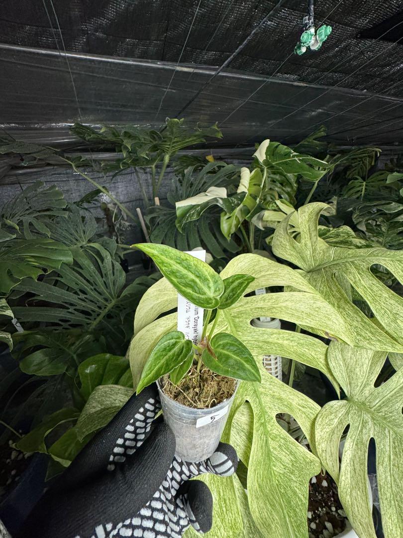 アンスリウム 'ドラヤキ' ハイブリッド ネコポス発送 – JolieNursery