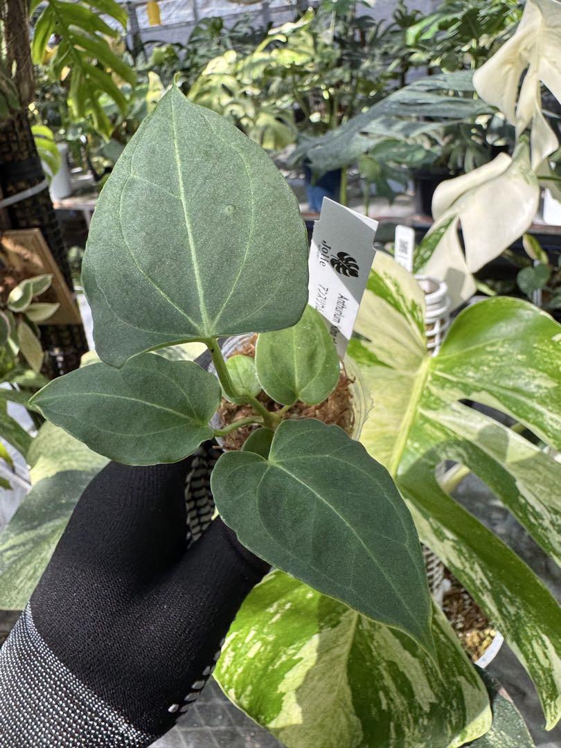 Anthurium king of spades アンスリウム アンスリウム Anthurium 'King