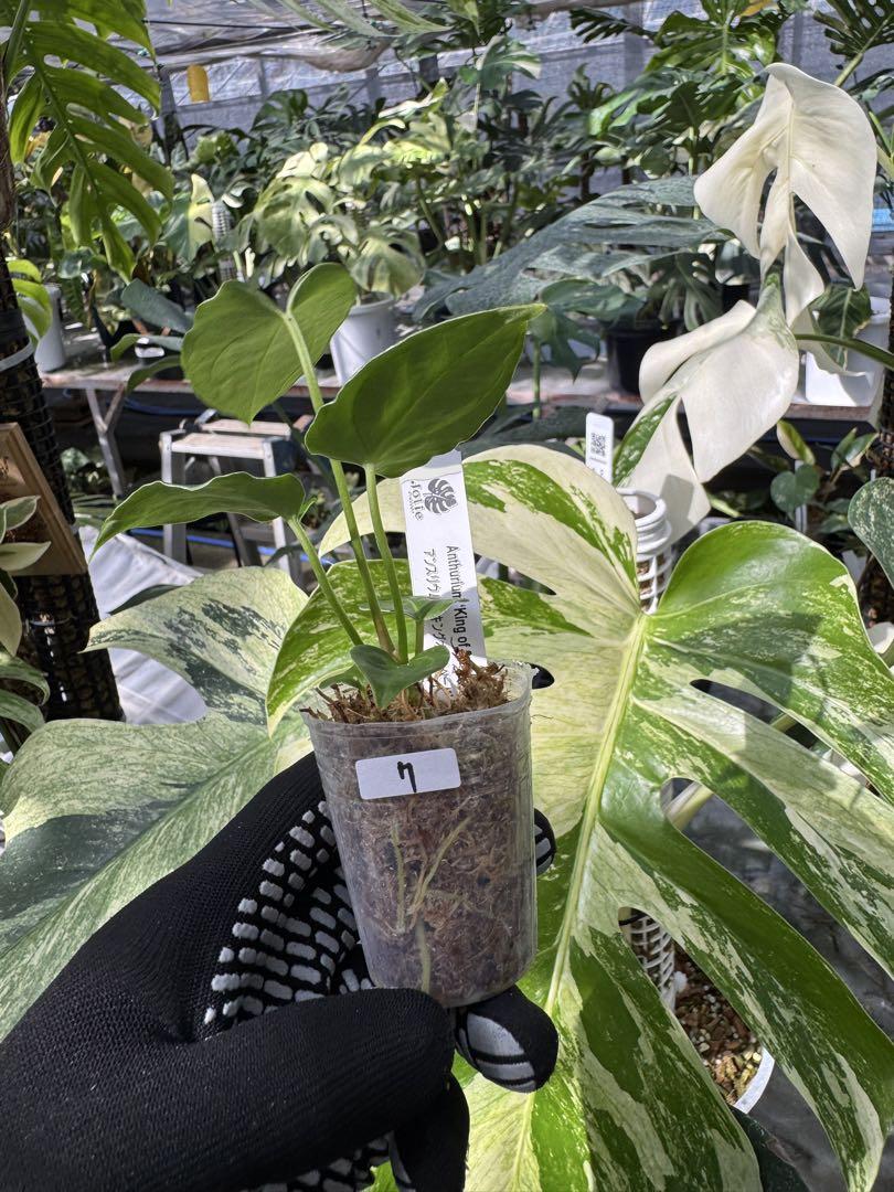 アンスリウム　HU KOS キングオブスペード　haji アンスリウム HU KOS キングオブスペード haji