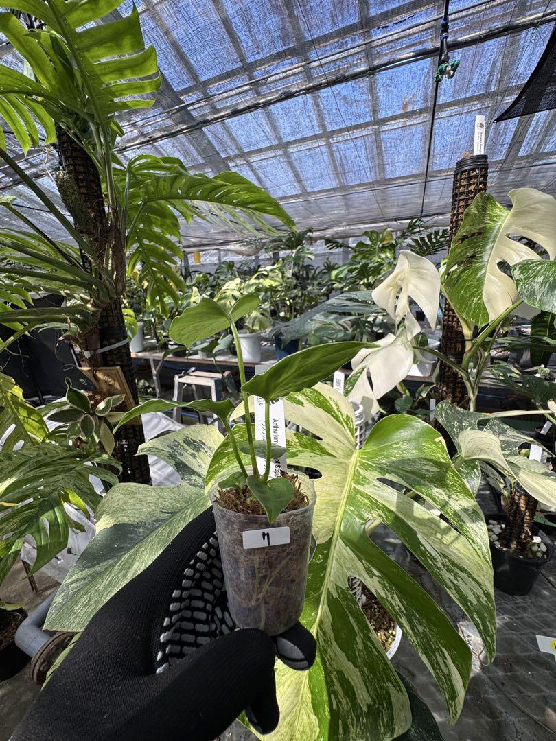 アンスリウム　HU KOS キングオブスペード　haji アンスリウム HU KOS キングオブスペード haji