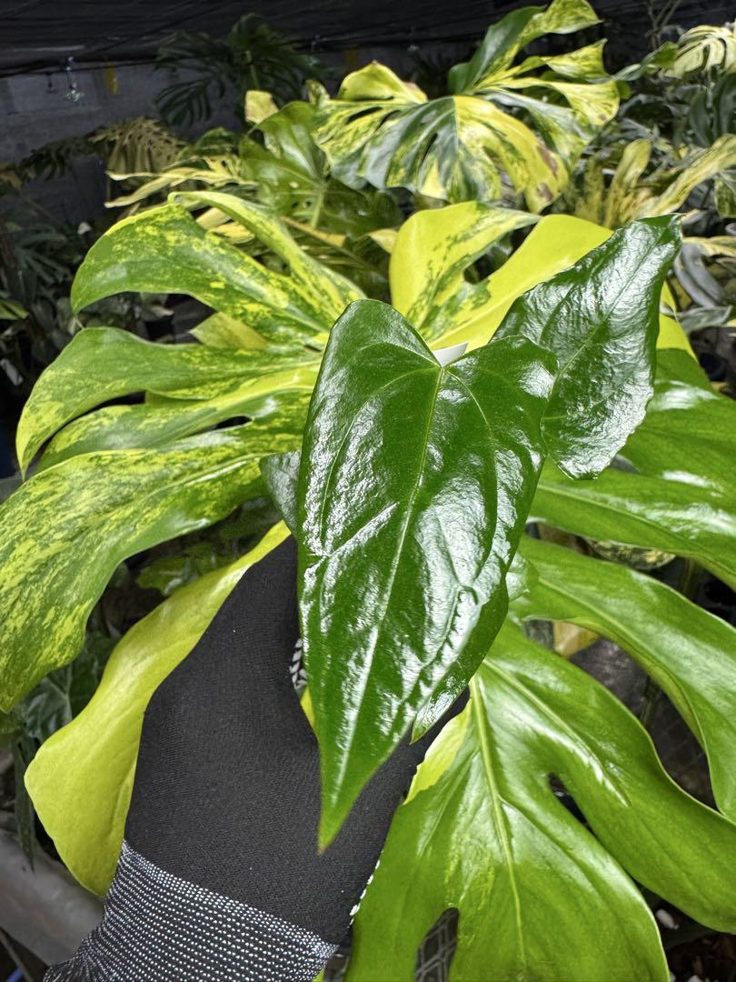 アンスリウム　パピリラミナム アンスリウム パピリラミナム | GREEN LUCK