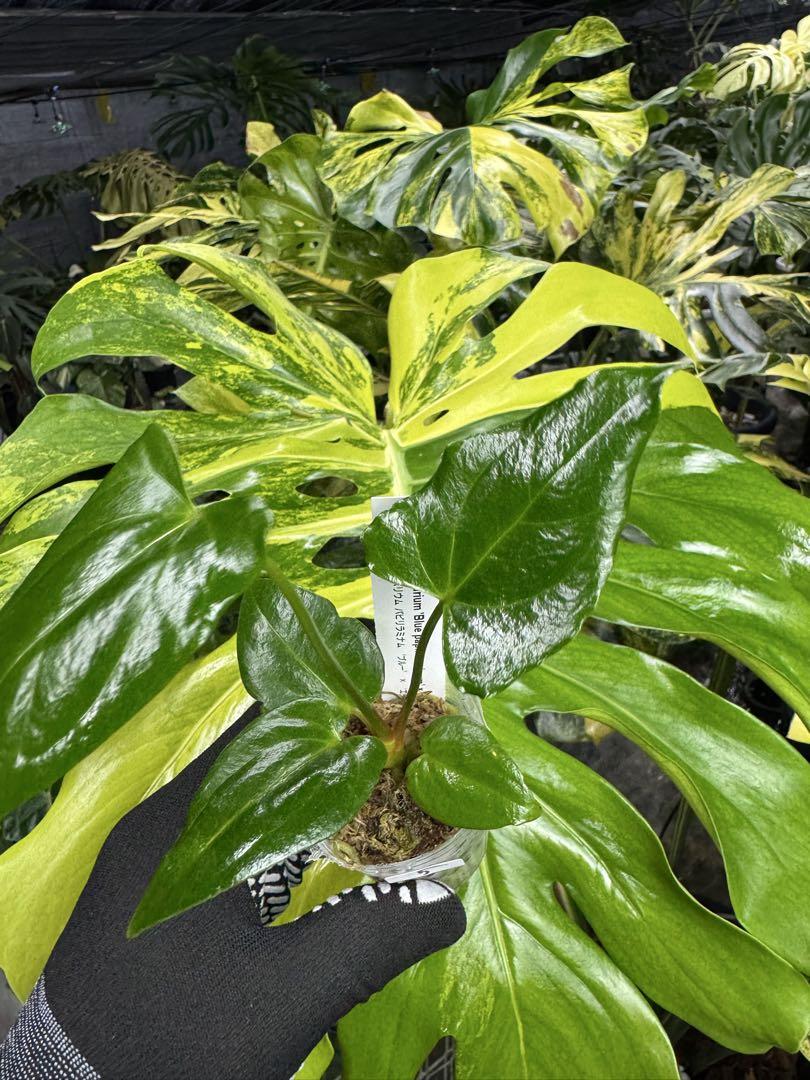 アンスリウム　パピリラミナム アンスリウム パピリラミナム 'ブルー' × 'エックスワン