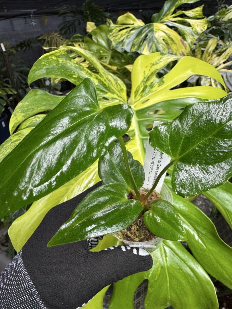 アンスリウム　(パピリラミナム × サブシグナツム) x ポーティラエ アンスリウム (パピリラミナム × サブシグナツム) x ポーティラエ