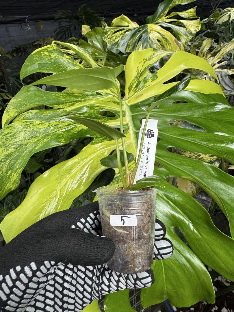 アンスリウム パピリラミナム 'ブルー' × 'エックスワン' – JolieNursery