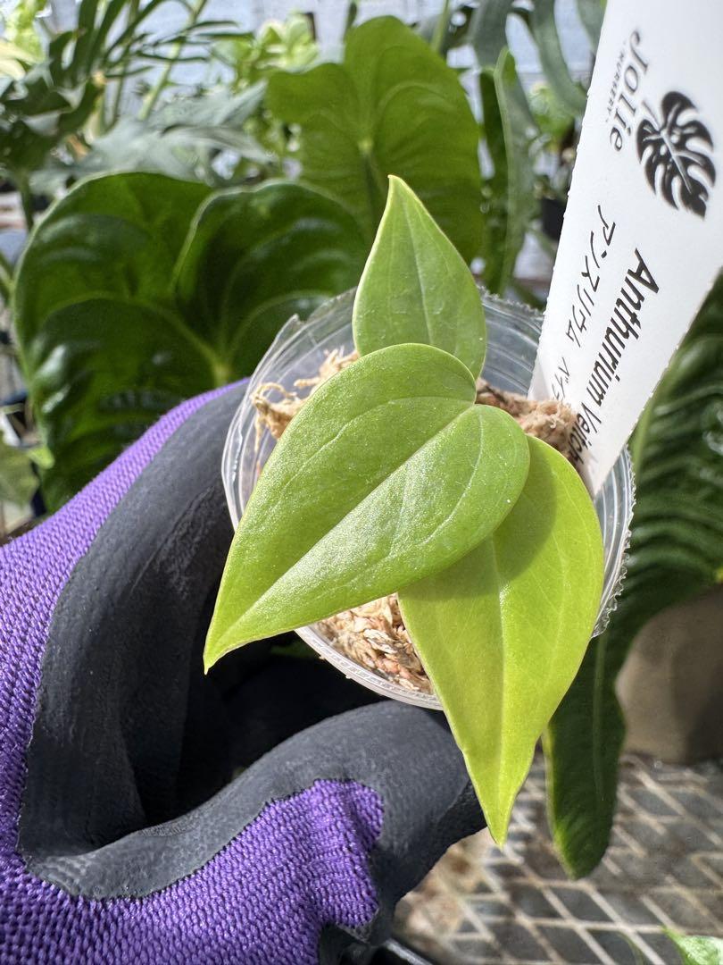 アンスリウム・ベイチー　②　Anthurium veitchi 観葉植物 Anthurium Veitchii / アンスリウム・ベイチー【お得なまとめ売り