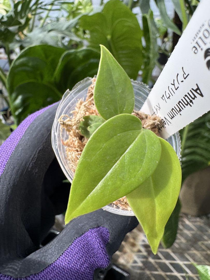 アンスリウム ベイチー 組織培養苗 順化済 2寸ポリポット – JolieNursery