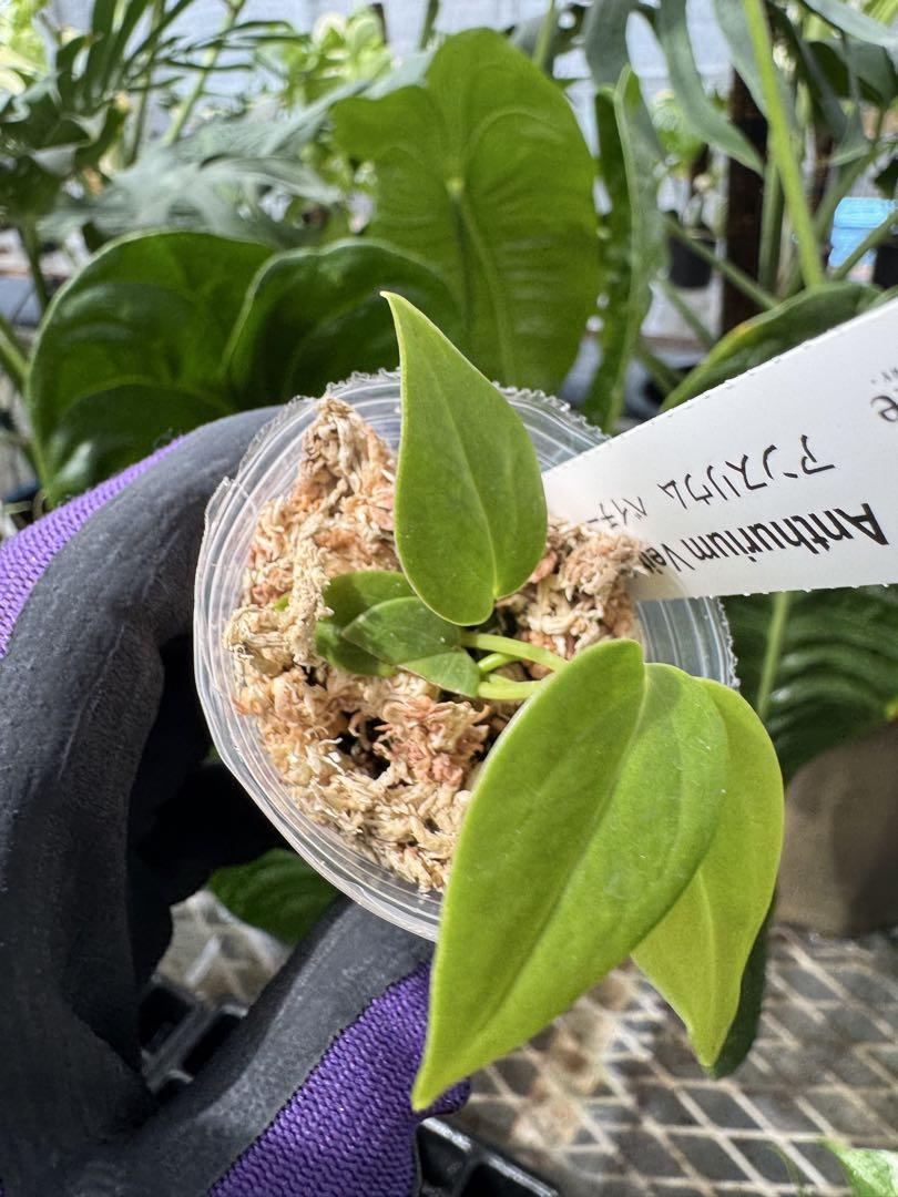 〇ポットごと♡ベイチー♡アンスリウム♡4号♡希少♡観葉植物 アンスリウム♡ベイチー♡4号ポット♡観葉植物♡希少♡ アートフラワー