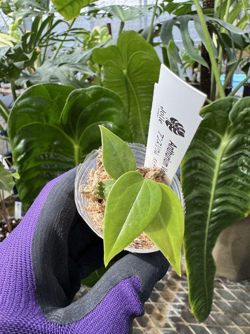 アンスリウム ベイチー 組織培養苗・順化済 2号【波打つ長葉が美しい