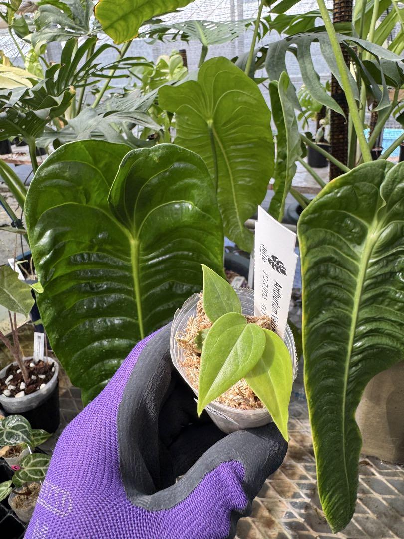 アンスリウム ベイチー 組織培養苗・順化済 2号【波打つ長葉が美しい