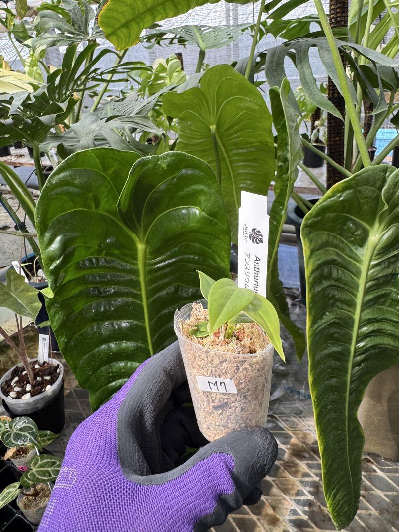 アンスリウム ベイチー 組織培養苗 順化済 2寸ポリポット – JolieNursery