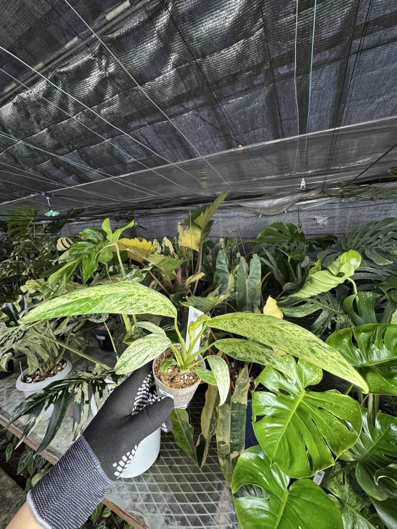 エピプレムナム ギカンチウム マーブル 斑入り ネコポス発送