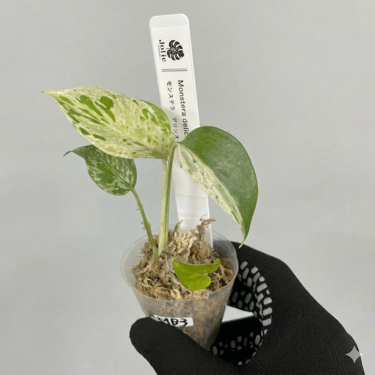 モンステラ　デリシオーサ　ベトシオーサ