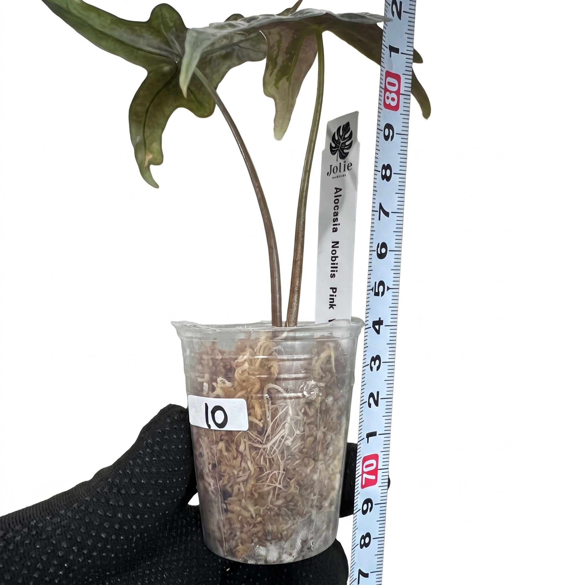 Jolie Nursery公式】アロカシア ノビリス ピンク 斑入り 2寸ポリポット