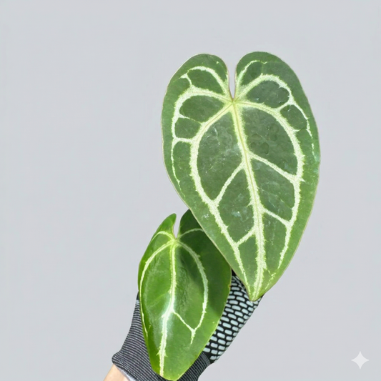 アンスリウム ミナハサ 実生 2号【一点ごとに異なる葉姿が魅力】