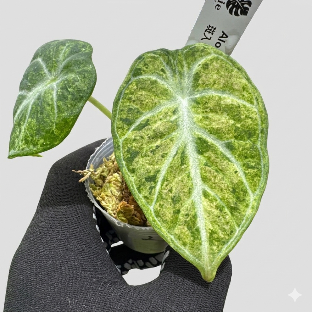 アロカシア ニンジャトリカラー 斑入り 2寸ポリポット【深緑の葉に映える美しい斑】