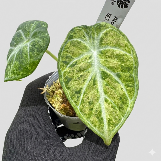 アロカシア ニンジャトリカラー 斑入り 2寸ポリポット【深緑の葉に映える美しい斑】