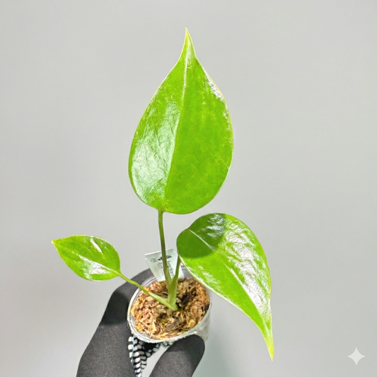 モンステラ シエラナ 斑入り ２号（2寸ポリポット）【個性的な葉姿と美しい斑が魅力】