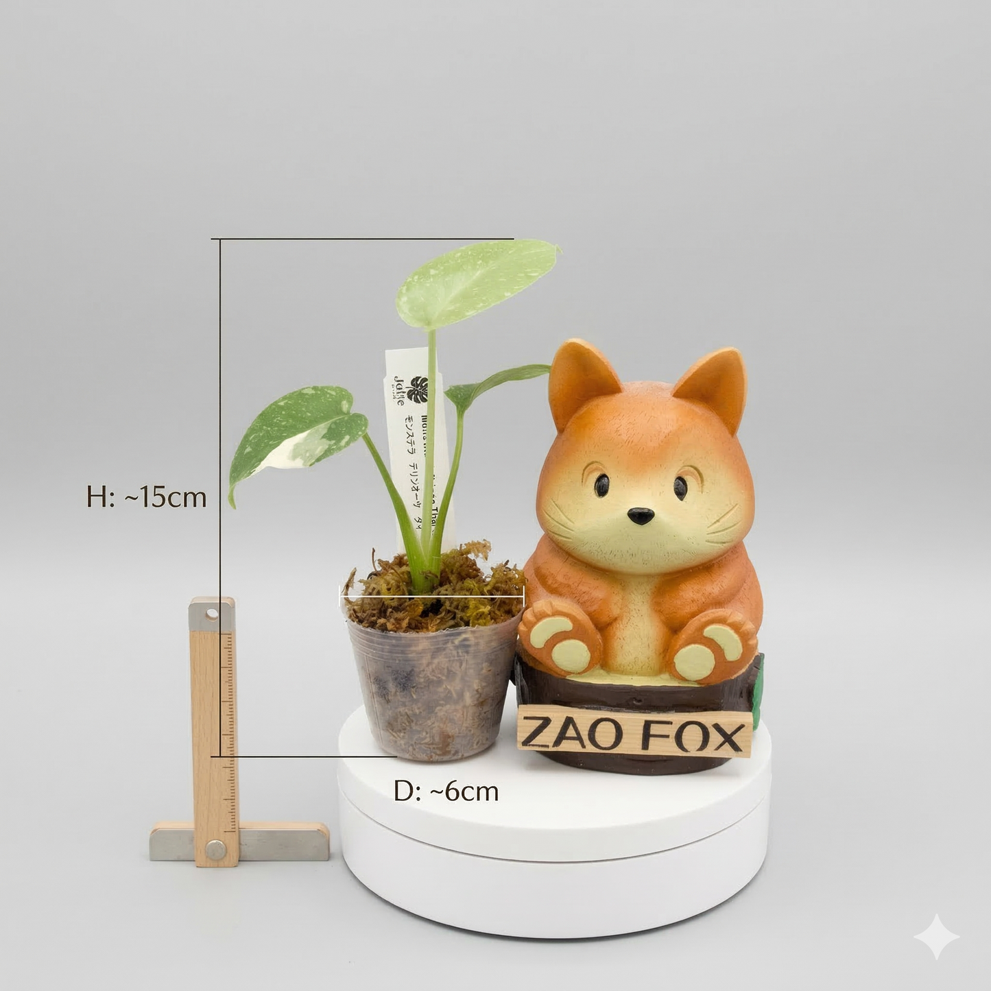 モンステラ タイコンステレーション 斑入り 2号（2寸ポリポット）【星空のような白斑が美しい厳選個体】