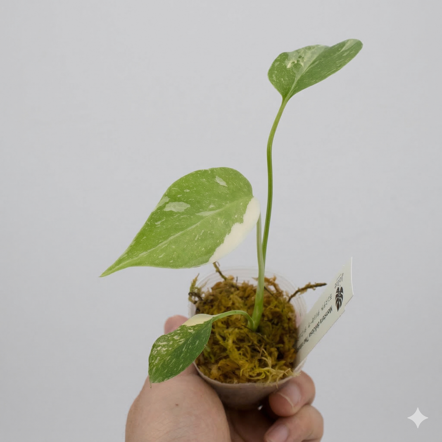 モンステラ タイコンステレーション 斑入り 2号（2寸ポリポット）【星空のような白斑が美しい厳選個体】