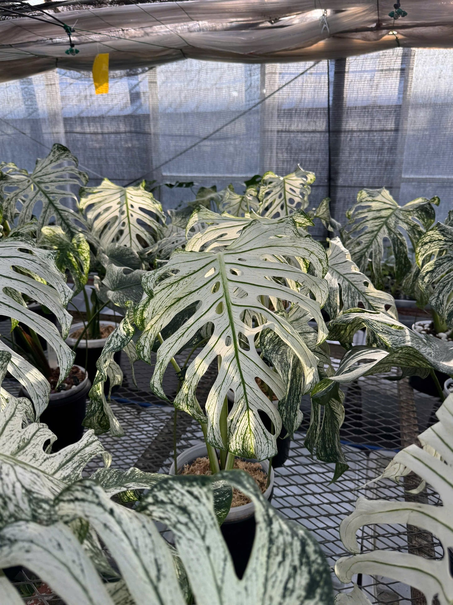 モンステラ デビルモンスター 極希少・珍奇植物