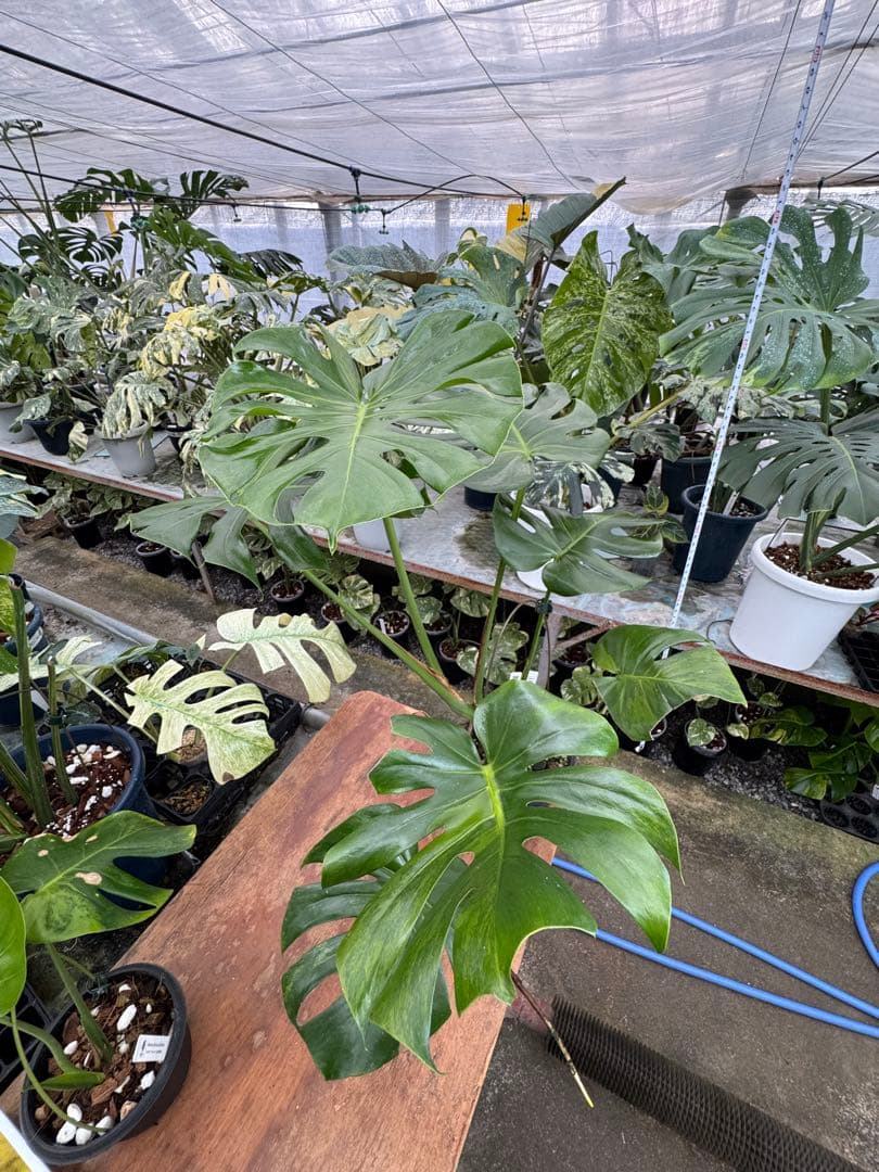 モンステラ　グリーンオングリーン（GOG）