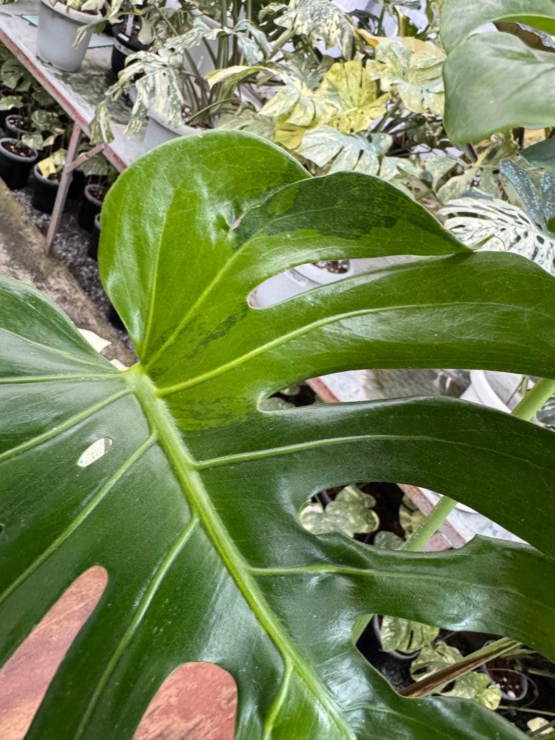 モンステラ　グリーンオングリーン（GOG）