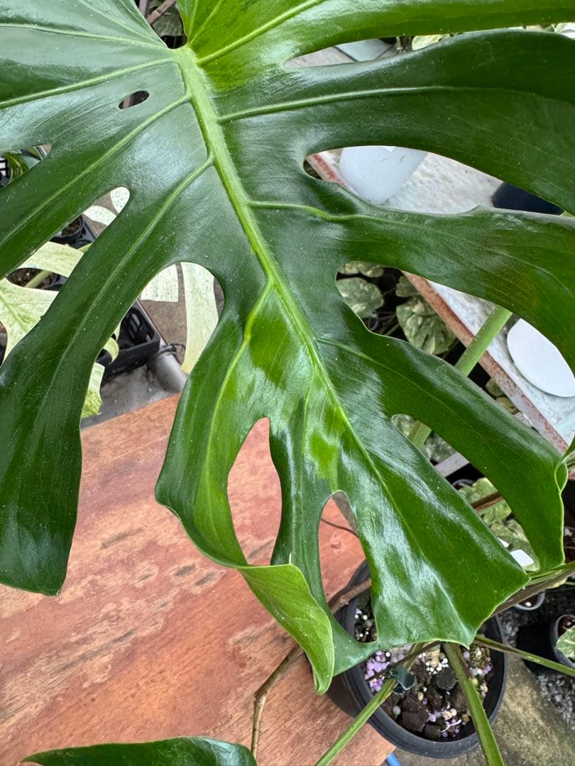 モンステラ　グリーンオングリーン（GOG）