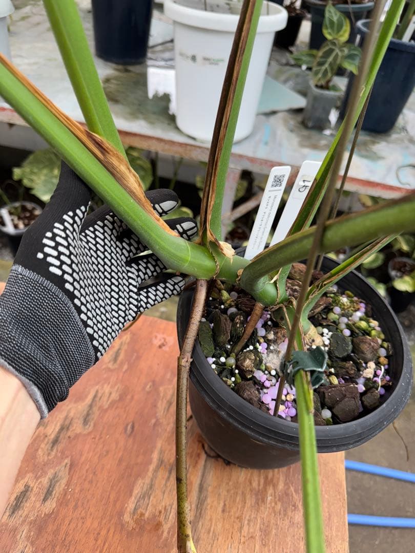 モンステラ　グリーンオングリーン（GOG）