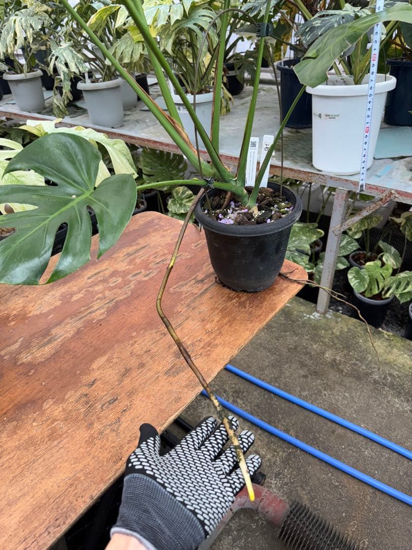 モンステラ　グリーンオングリーン（GOG）