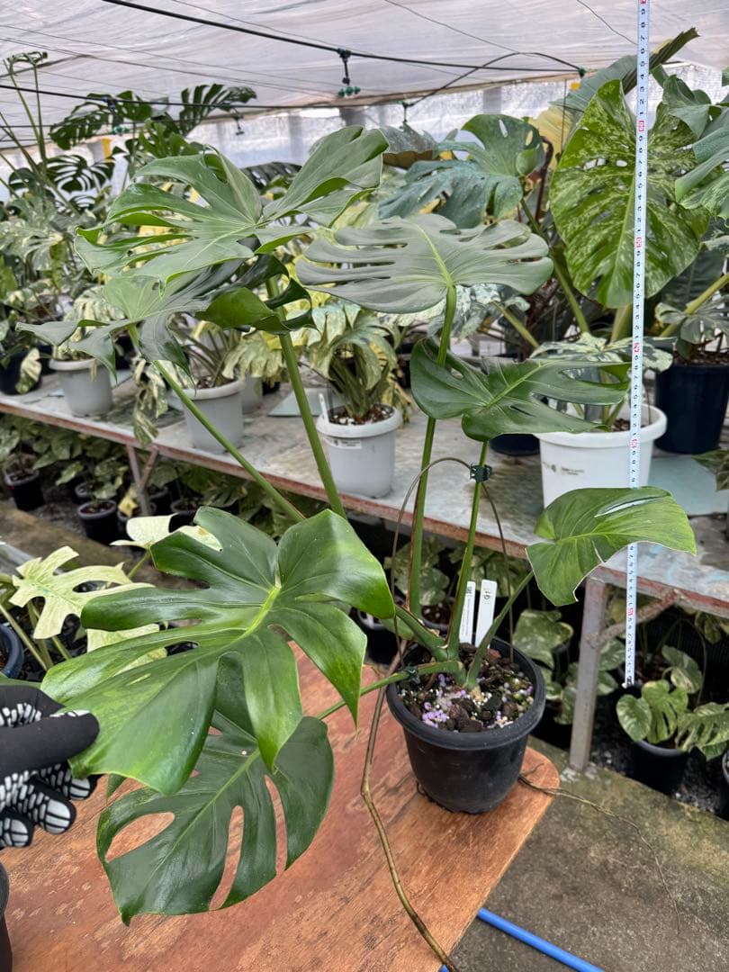 モンステラ　グリーンオングリーン（GOG）