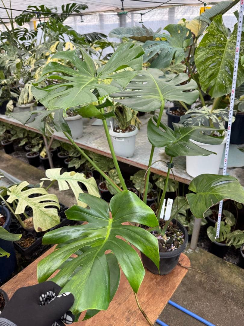 モンステラ　グリーンオングリーン（GOG）