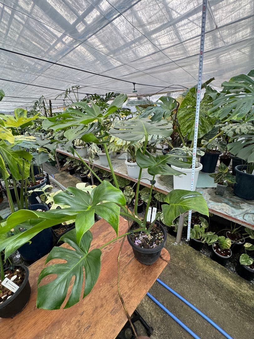 モンステラ　グリーンオングリーン（GOG）