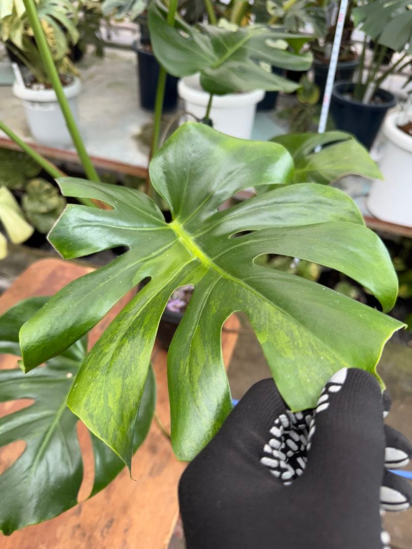 モンステラ　グリーンオングリーン（GOG）