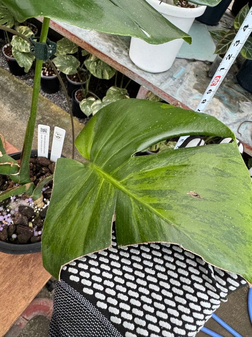 モンステラ　グリーンオングリーン（GOG）