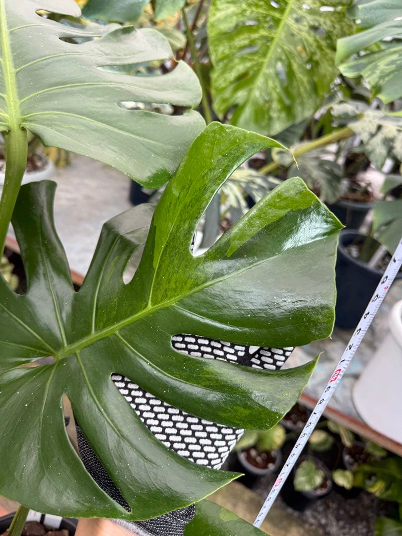 モンステラ　グリーンオングリーン（GOG）