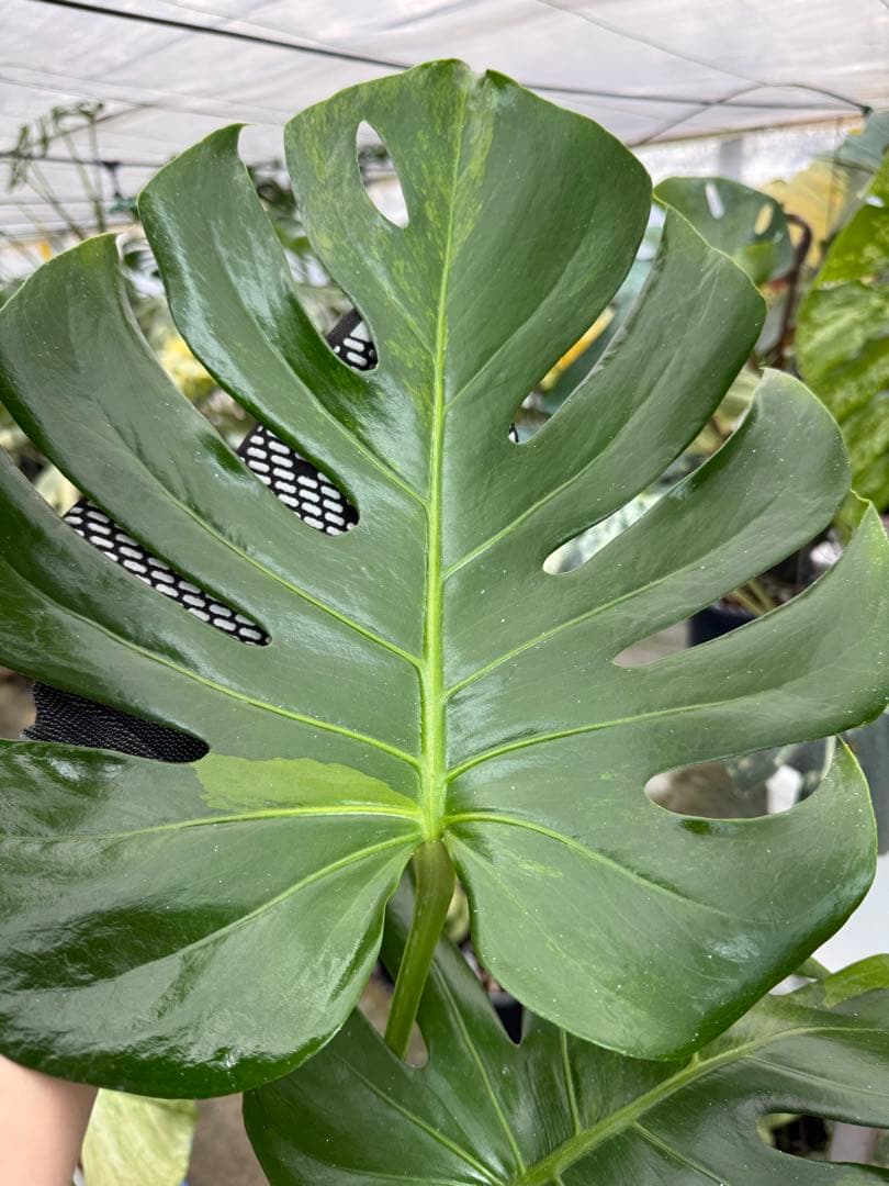 モンステラ　グリーンオングリーン（GOG）