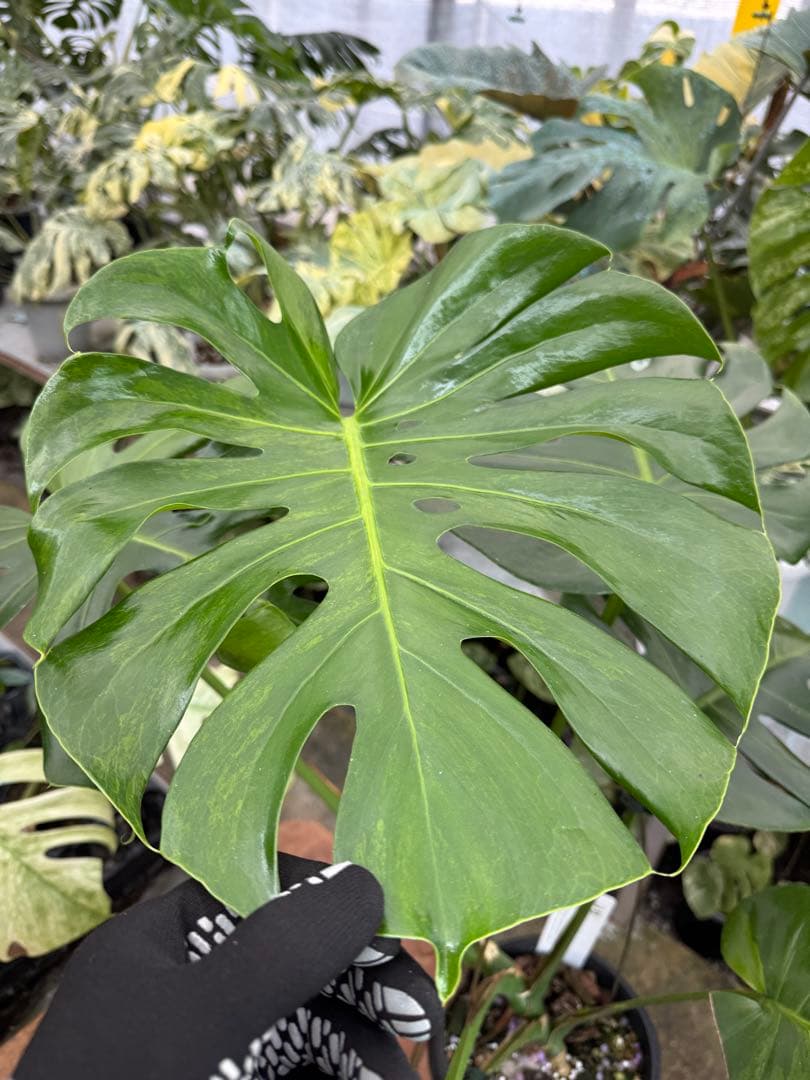 モンステラ　グリーンオングリーン（GOG）