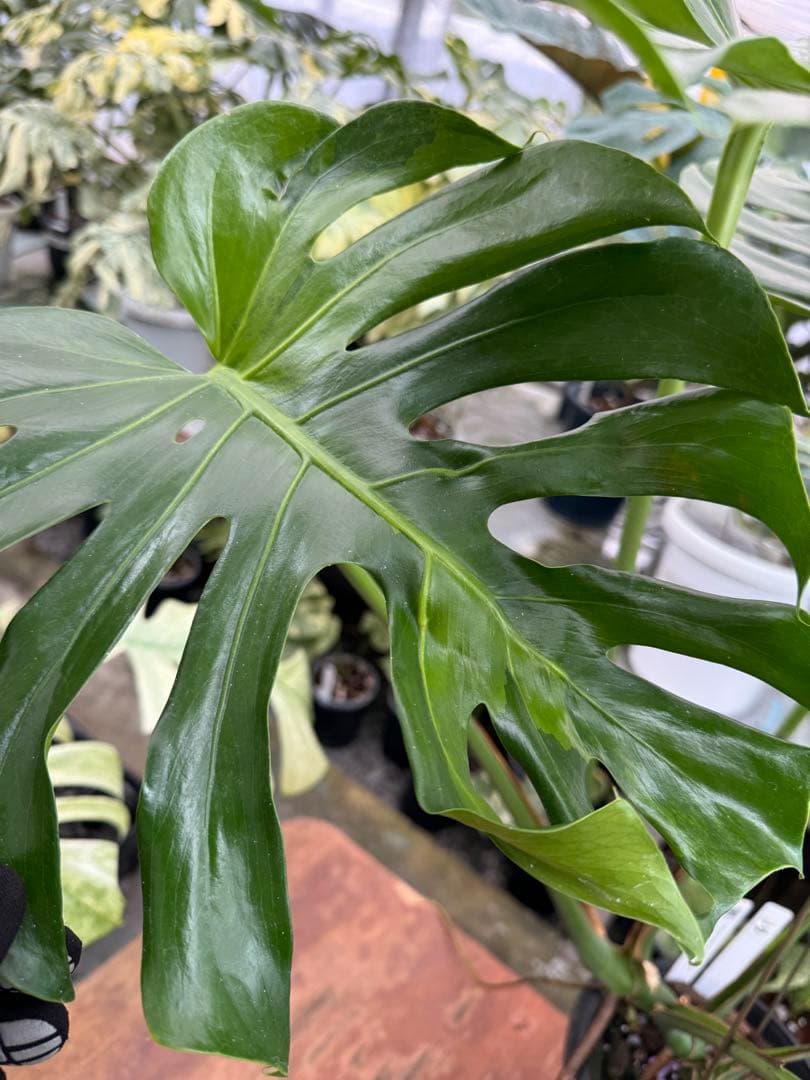 モンステラ　グリーンオングリーン（GOG）