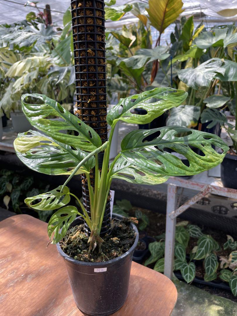 サ*ア様 マドカズラ 斑入り No.35 【Monstera モンステラ】 大株 マドカズラ 斑入り No.35 【Monstera モンステラ】 大株6本程度