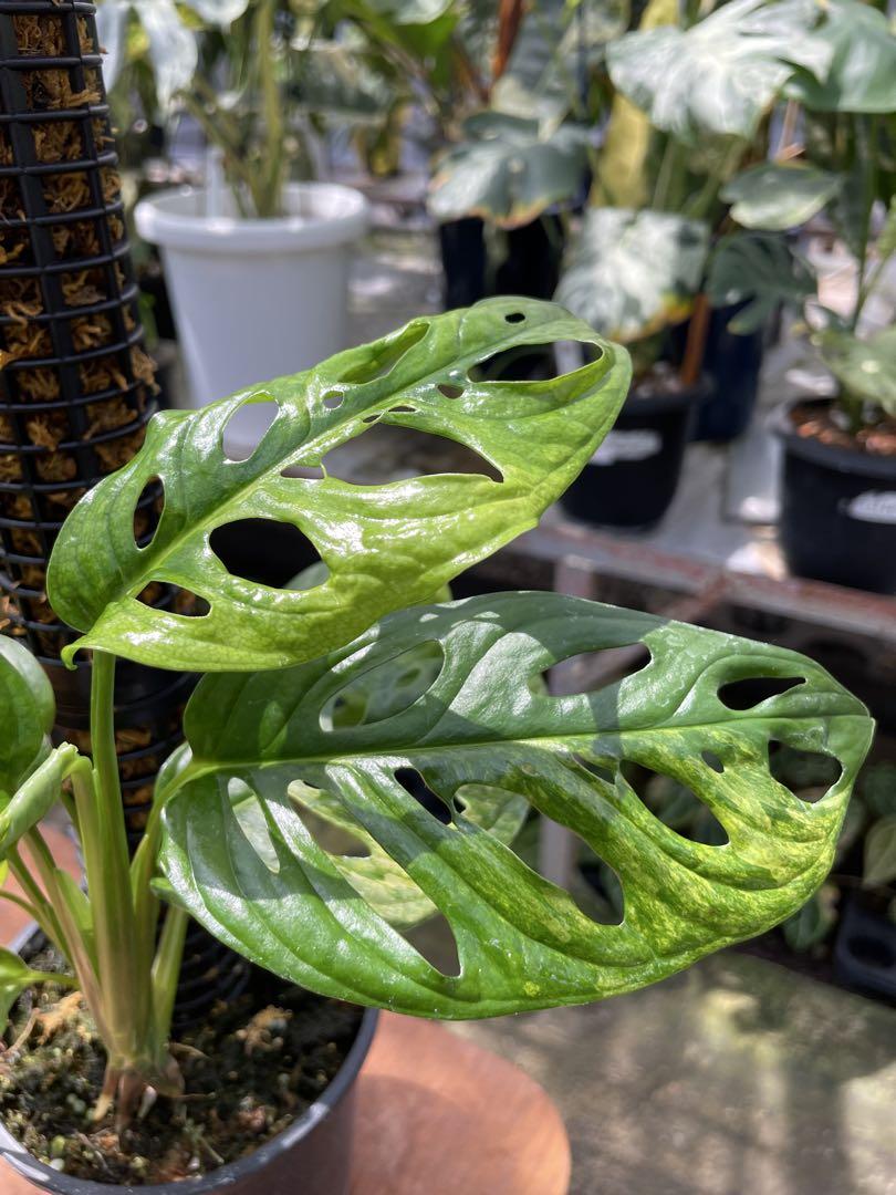 マドカズラ 斑入り No.34 【Monstera モンステラ】 鉢ごと発送 モンステラ アダンソニー マドカズラ斑入り 鉢モスポール付き