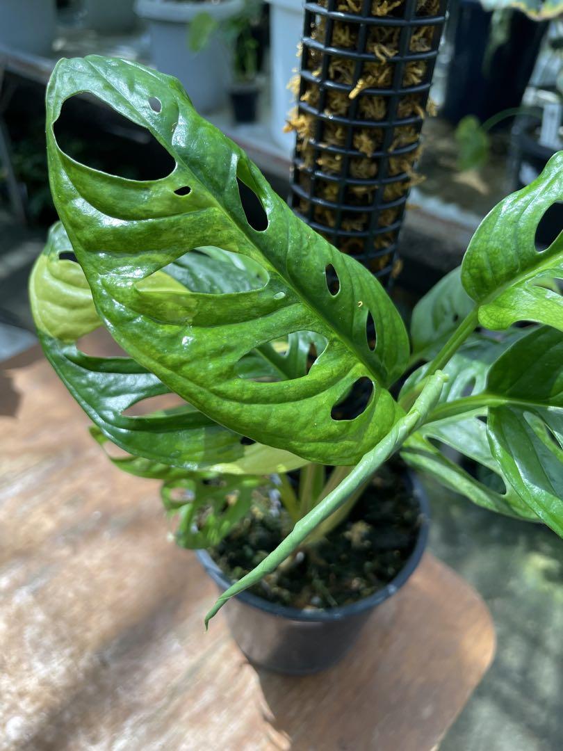 モンステラ アダンソニー マドカズラ斑入り 鉢モスポール付き