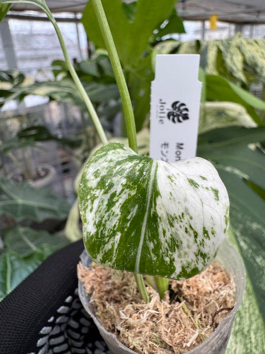 モンステラ デリシオーサ　ミント 組織培養苗　順化済み ネコポス発送