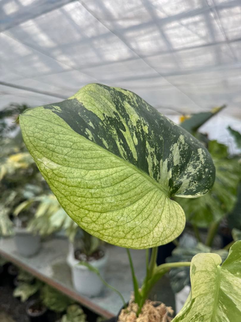 モンステラ　デリシオーサ　ミント　トリカラー